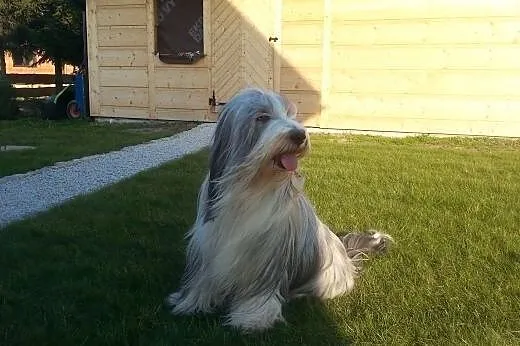 BEARDED COLLIE szczenięta rodowodowe,  śląskie Cho