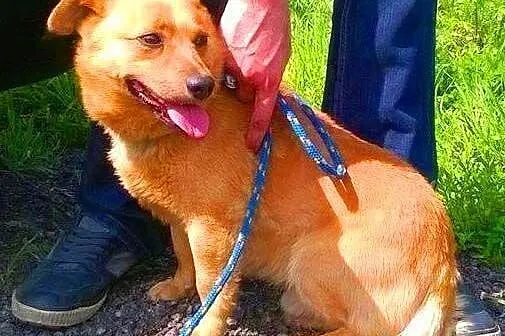 RUDEK - cudowny, mały 8 kg psiak do adopcji,  mazo