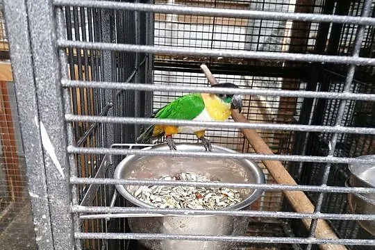 Papuga papugi PRZYJMĘ odkupię, Sępólno Krajeńskie