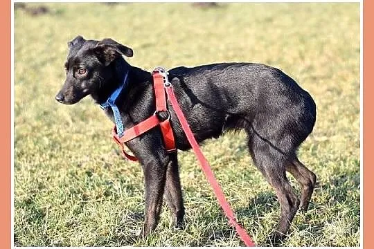 Smukłej budowy,10 kg ,delikatna, wrażliwa,przytula
