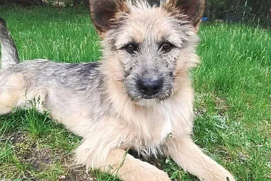 GUCIO młodziuteńki psiak marzy o domku gdzie zazna szczęścia, , Bydgoszcz