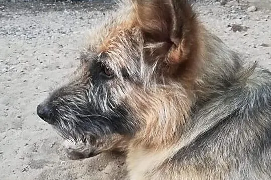 GUCIO młodziuteńki psiak marzy o domku gdzie zazna szczęścia, , Bydgoszcz