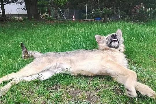 GUCIO młodziuteńki psiak marzy o domku gdzie zazna szczęścia, , Bydgoszcz