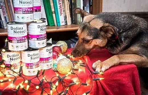 FILIP- piękny pies, poleca się do adopcji!, święt