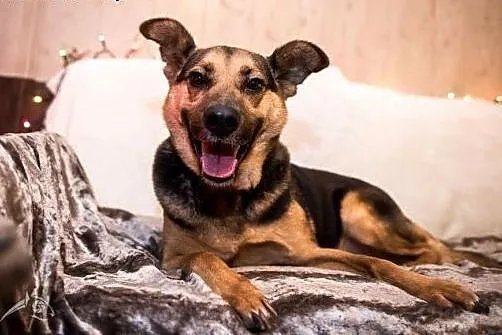 FILIP- piękny pies, poleca się do adopcji!,  święt