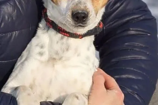 Pluto, mały, wesoły psiak, iskiereczka do adopcji,  Kundelki cała Polska