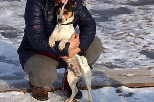 Pluto, mały, wesoły psiak, iskiereczka do adopcji,