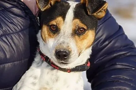Pluto, mały, wesoły psiak, iskiereczka do adopcji,