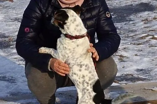 Pluto, mały, wesoły psiak, iskiereczka do adopcji,