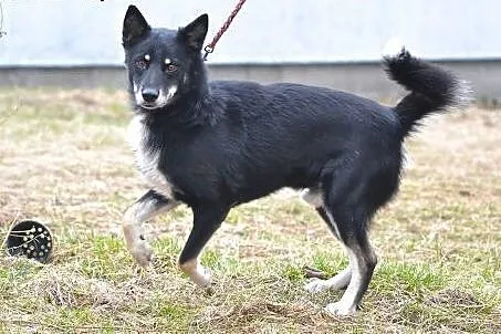 Gucio, energiczny pies,  wielkopolskie Poznań