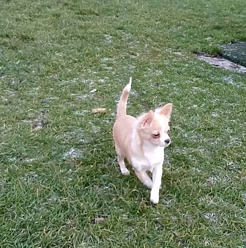 Chihuahua chłopiec długowłosy, Małopolskie, Szczucin