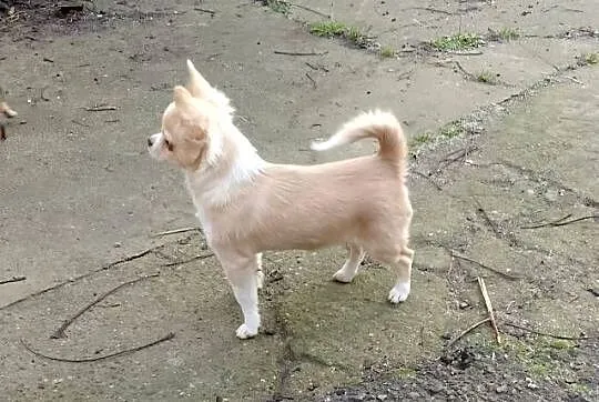 Chihuahua chłopiec długowłosy, Małopolskie, Szczucin