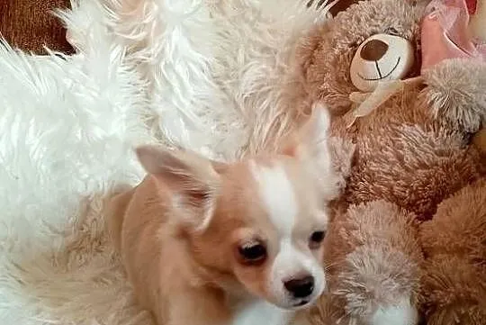 Chihuahua chłopiec długowłosy, Małopolskie, Szczucin