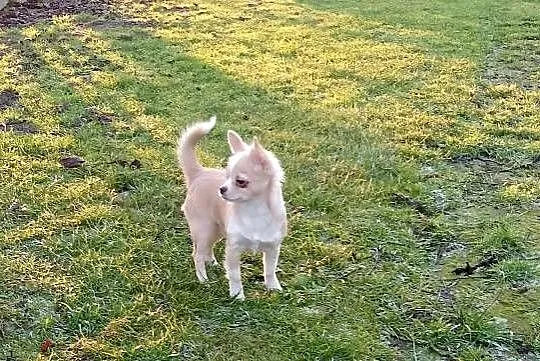 Chihuahua chłopiec długowłosy, Małopolskie, Szczucin
