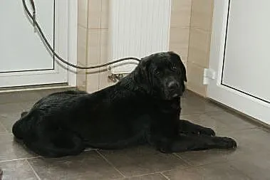 Uroczy czarny pies w typie labradora do adopcji