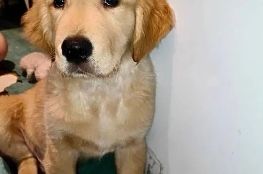Pies rasy Golden retriever