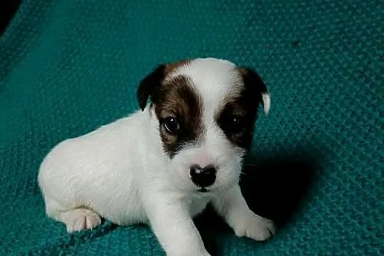 Wzorcowy Jack Russell gładki piękny exterrier ojciec FCI, Opolskie, Krapkowice