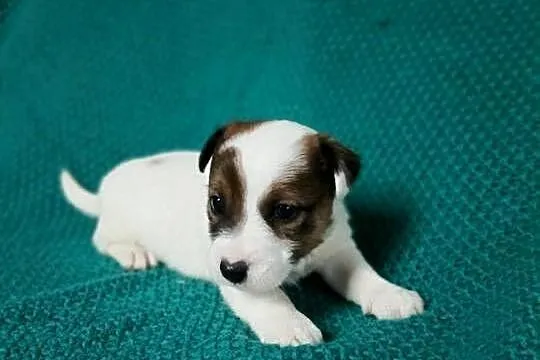 Wzorcowy Jack Russell gładki piękny exterrier ojciec FCI, Opolskie, Krapkowice