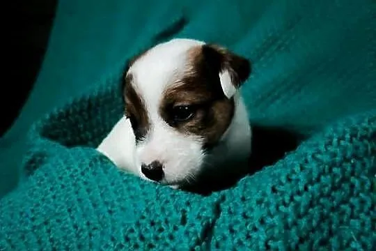 Wzorcowy Jack Russell gładki piękny exterrier ojciec FCI, Opolskie, Krapkowice