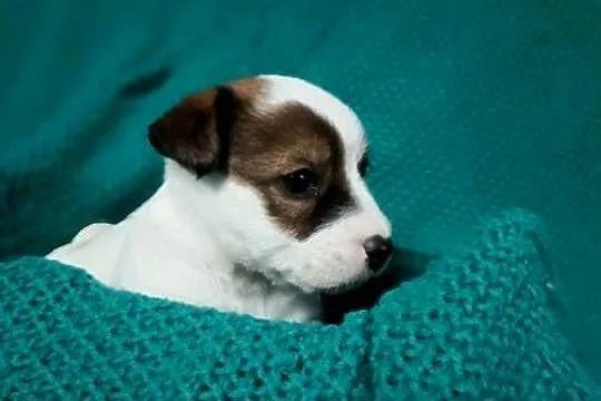 Wzorcowy Jack Russell gładki piękny exterrier ojciec FCI, Opolskie, Krapkowice