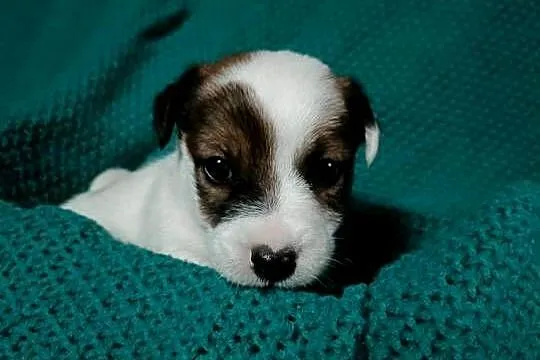 Wzorcowy Jack Russell gładki piękny exterrier ojciec FCI, Opolskie, Krapkowice