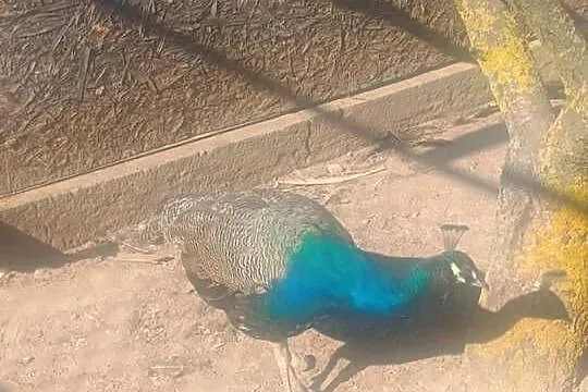 Sprzedam pawie (pary), Mazowieckie, Rykaczewo