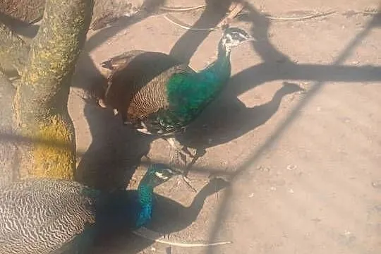 Sprzedam pawie (pary), Mazowieckie, Rykaczewo