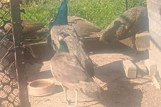 Sprzedam pawie (pary), Mazowieckie, Rykaczewo