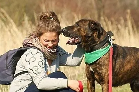 ROKI-mądry, dostojny pręgus czeka na dom, Wielkopolskie, Poznań