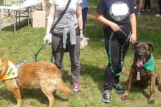 ROKI-mądry, dostojny pręgus czeka na dom, Wielkopolskie, Poznań