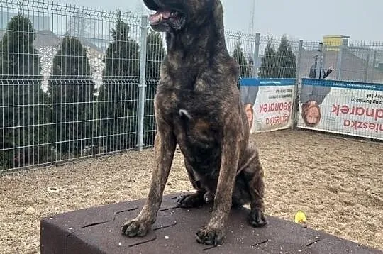 ROKI-mądry, dostojny pręgus czeka na dom, Wielkopolskie, Poznań
