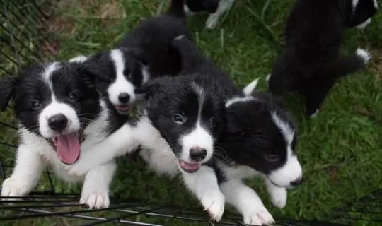 Szczeniaki Border Collie. Kontakt tylko prez WhatsApp +37065391730 lub e-mail Princebeasoh@gmail.com, , Waziec