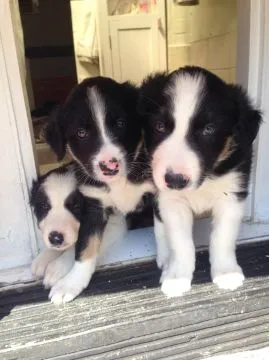 Szczeniaki Border Collie. Kontakt tylko prez WhatsApp +37065391730 lub e-mail Princebeasoh@gmail.com, , Waziec
