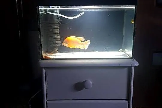 Sprzedam akwarium float z pokrywą oświetlenie dzień/noc 40x25x25 z życiem.