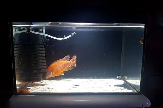 Sprzedam akwarium float z pokrywą oświetlenie dzień/noc 40x25x25 z życiem., Dolnośląskie, Lubin
