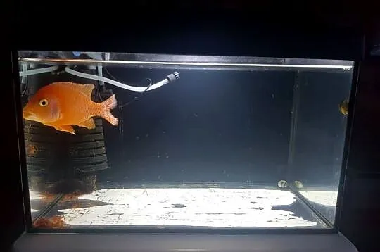 Sprzedam akwarium float z pokrywą oświetlenie dzień/noc 40x25x25 z życiem., Dolnośląskie, Lubin