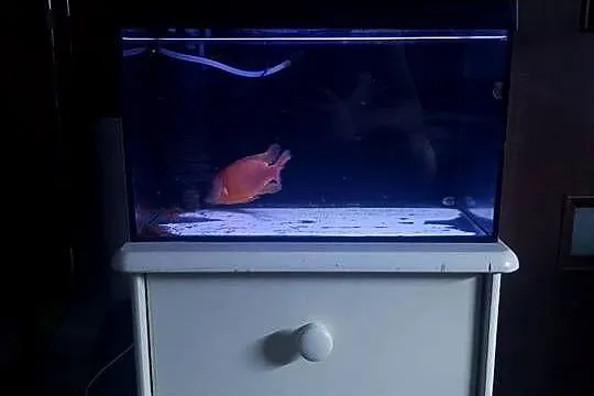 Sprzedam akwarium float z pokrywą oświetlenie dzień/noc 40x25x25 z życiem., Dolnośląskie, Lubin