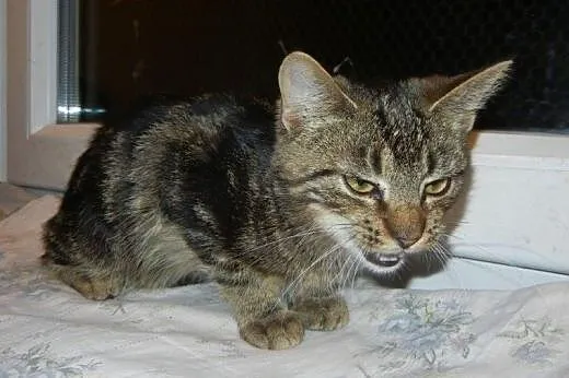 Marmurkowy Flipek do adopcji!!!,  łódzkie Łódź