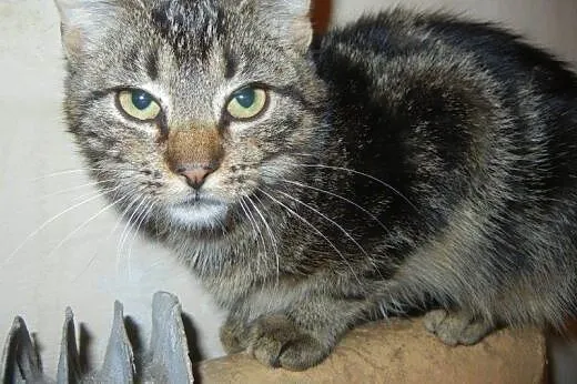 Marmurkowy Flipek do adopcji!!!,  łódzkie Łódź