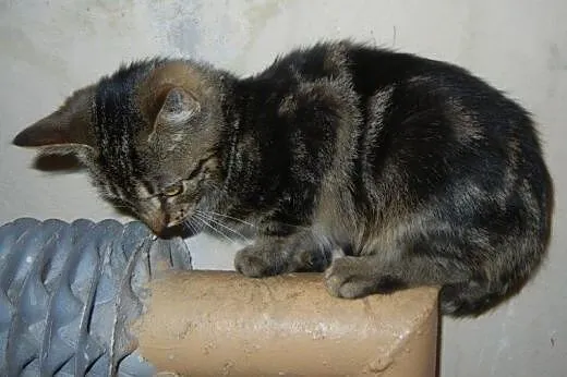 Marmurkowy Flipek do adopcji!!!,  łódzkie Łódź