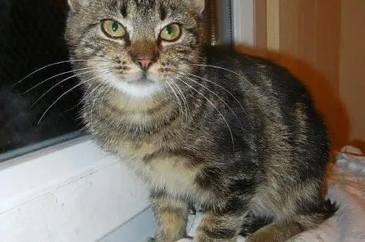 Marmurkowy Flipek do adopcji!!!,  łódzkie Łódź