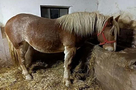 Konie zimnokrwiste, Mazowieckie, Kuczbork-Wieś