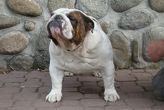 Buldog angielski-REPRODUKTOR(oferta krycia)