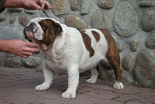 Buldog angielski-REPRODUKTOR(oferta krycia)