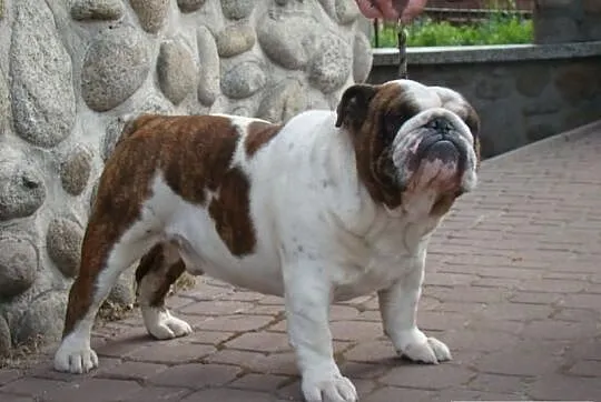 Buldog angielski-REPRODUKTOR(oferta krycia)