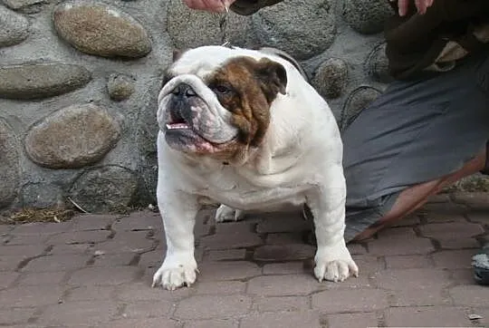 Buldog angielski-REPRODUKTOR(oferta krycia)