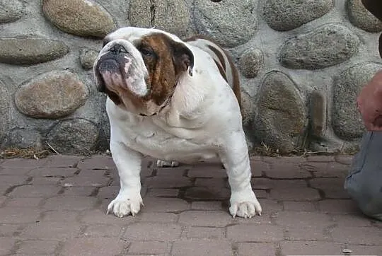 Buldog angielski-REPRODUKTOR(oferta krycia)