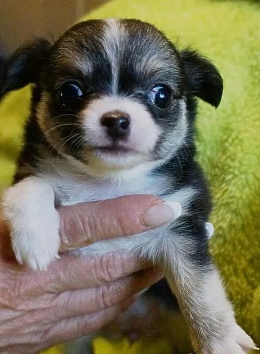 Piękna suczka chihuahua rod FCI Warszawa