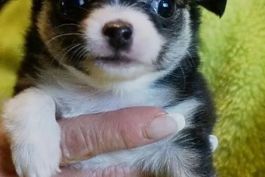 Piękna suczka chihuahua rod FCI Warszawa