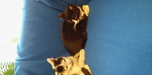 Malenkie 8 tyg.kotki,adopcja!!, świętokrzyskie Ki